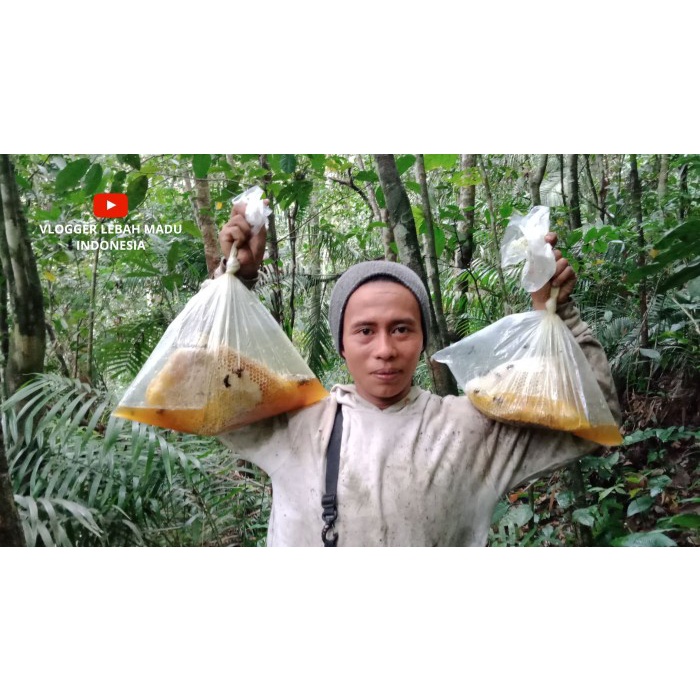 

Sale Terbatas Sarang Lebah Hutan Liar Asli Organik 100% Aman