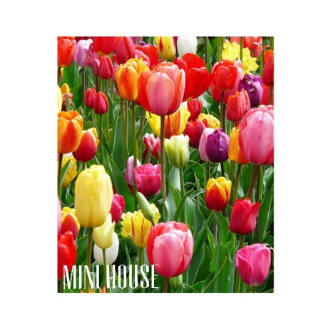 UMBI TULIP IMPOR