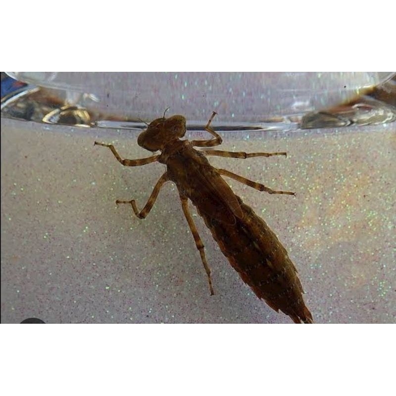 Larva capung/otet-otet/unil 50 ekor