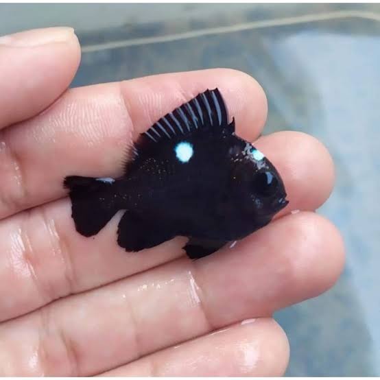 ikan betok dakocan hitam air laut