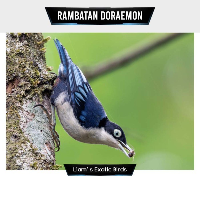 burung rambatan doraemon bahan pilihan