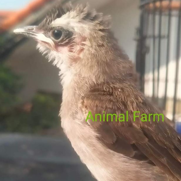 Burung Lolohan Trucukan/jogjog