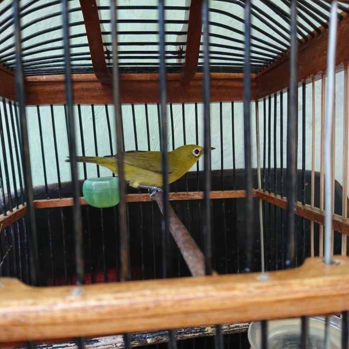 Burung Pleci Kecial Dada kuning Lombok /Bali Jantan Ngeriwik