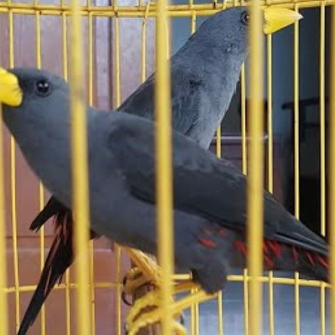 burung jalak rio rio rajin bunyi
