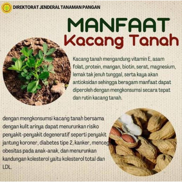 

A 500Gr Roasted Kacang Tanah Kupas - Oven - Panggang - Rasa Original/Asin - Ukuran Kecil / Sedang