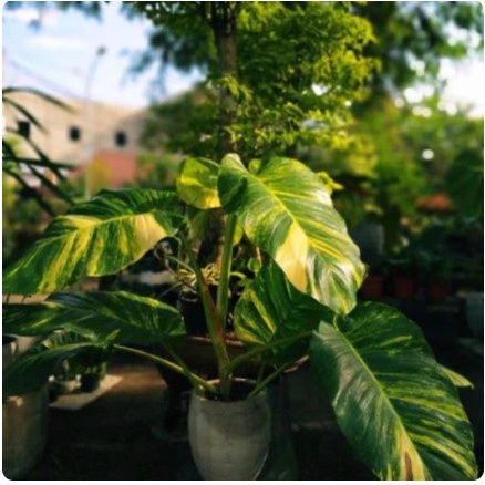 DISKON SUPER SIRIH GADING BELANDA - SIZE M VARIEGATA JUMBO - EPIPREMNUM AUREUM PACKING AMAN