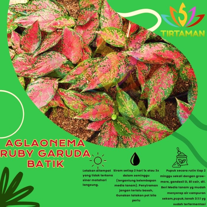 TERBARU AGLONEMA RUBY GARUDA / AGLAONEMA RUBI BATIK MERAH PACKING AMAN
