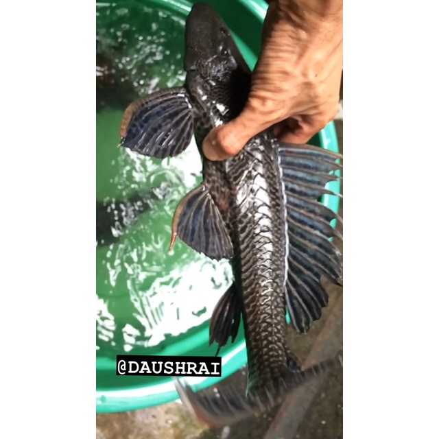 PREMIUM ikan sapu sapu jumbo 33-43 cm