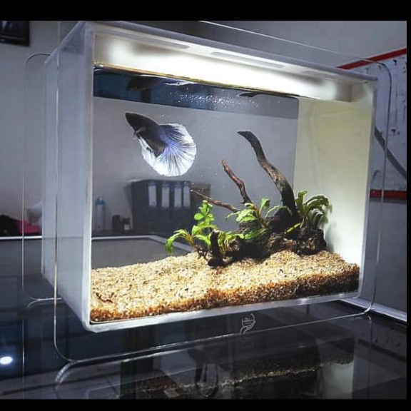 PREMIUM Studio foto cupang, box studio cupang, tempat foto cupang, foto cupang