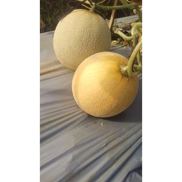 

Lezat- Melon ngawi perbuah