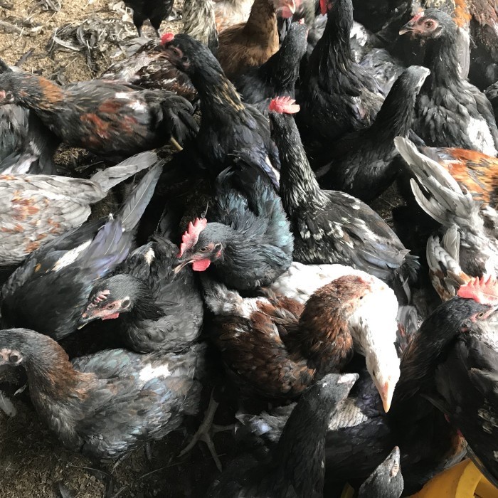 

Lezat- Ayam kampung potong 9 ons up