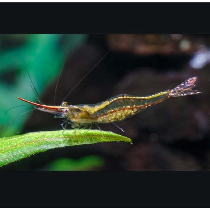 Udang hias air tawar / Pinokio Shrimp