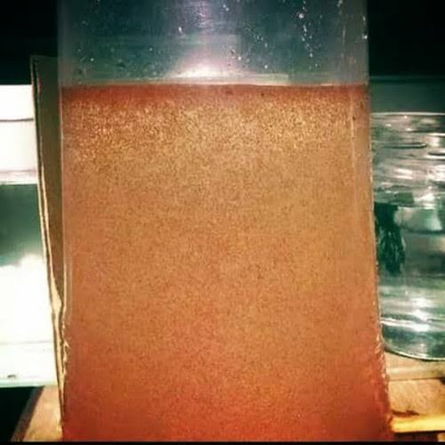 pakan ikan kutu air/pakan burayak/pakan ikan kecil/pakan ikan hias