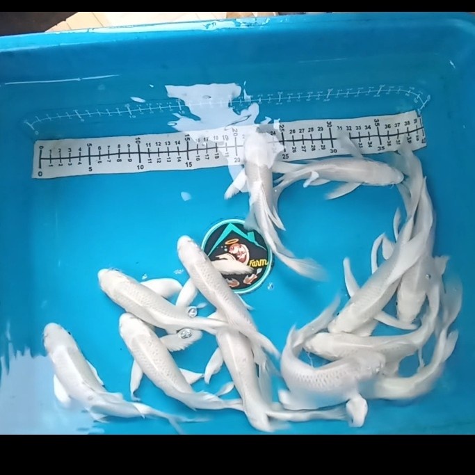 Pet- Ikan Koi Platinum Slayer