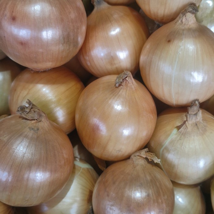 

Bawang bombay new zealand ukuran 50/60