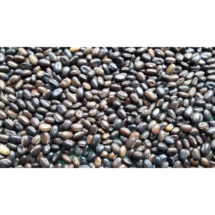 

Kacang Kacangan MB Mucuna Bracteata Isi Paket 250 Gram
