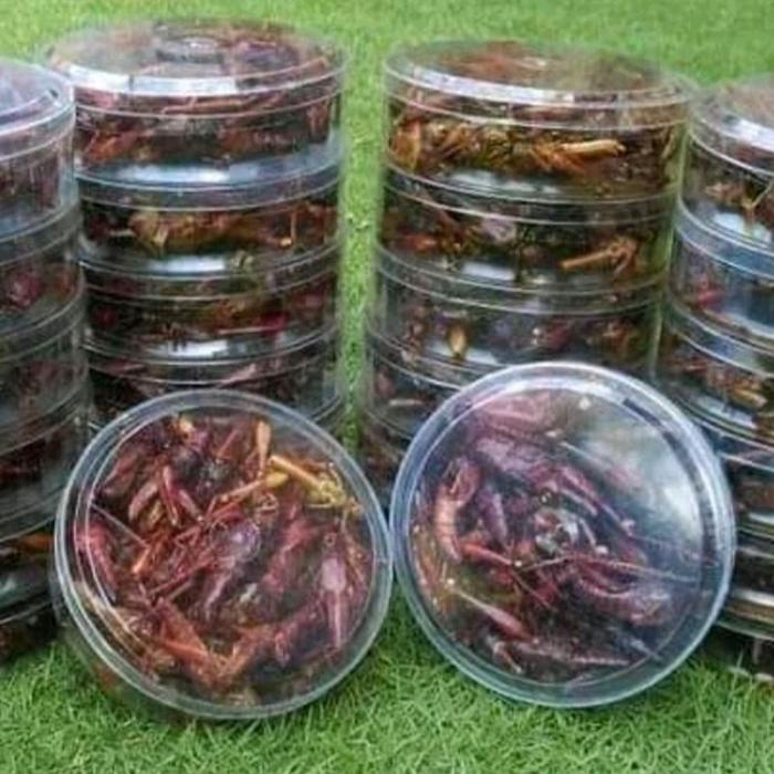 

[ PAKETAN ISI 3 TOPLES ] BELALANG BESAR ATAU BELALANG KAYU SUPER Snacks