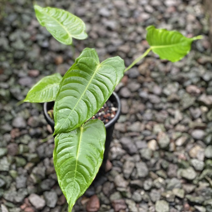 Hot Sale Anthurium Veitchii Narrow Small Original