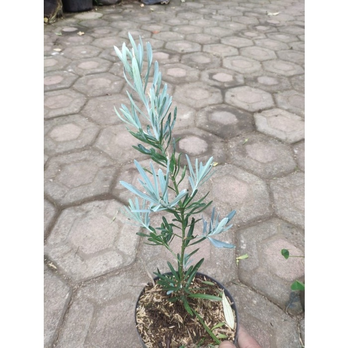 New Tanaman Lohansung Blue Ice (Silver) Original