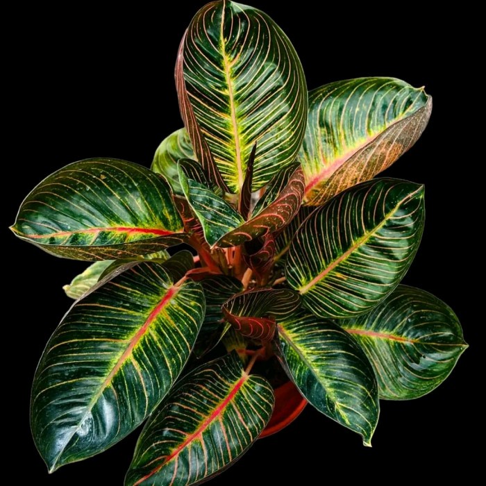 Terlaris- Bibit Aglonema Ajisaka Serat Emas Rare Item