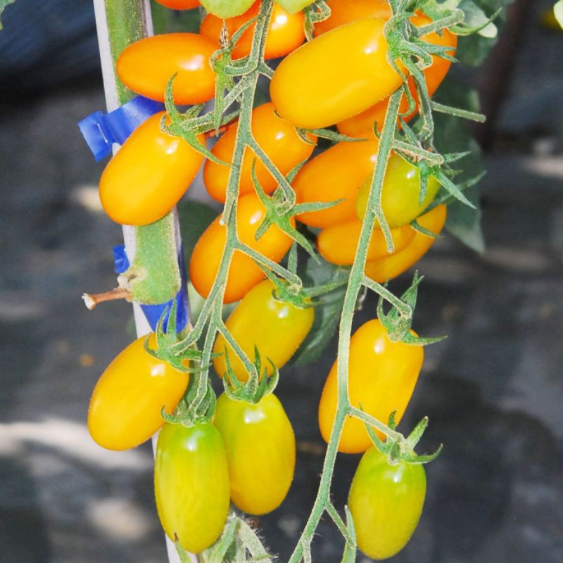 5 BIJI - BENIH TOMAT CHERRY GOLDEN SWEET F1 - RASA MANIS BIBIT TANAMAN BUAH SAYURAN TOMAT CERY CERI