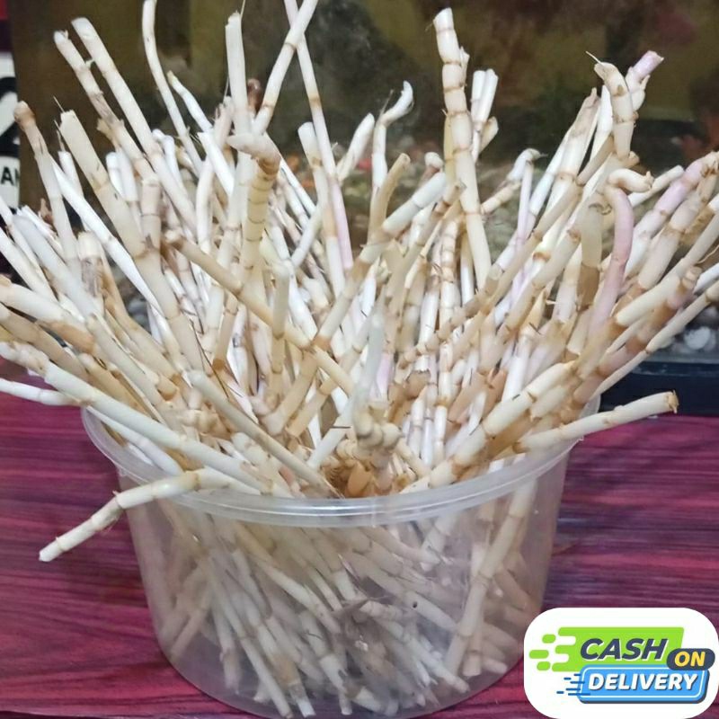 

FRESH 500gr Akar Alang - Alang segar bersih (tidak kering)