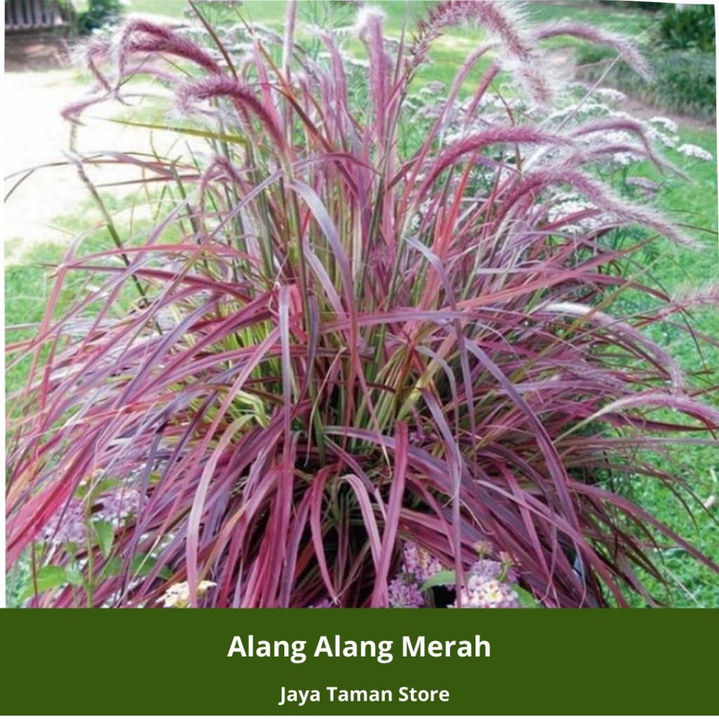 

FRESH Promo COD!!! Tanaman Hias Alang Alang Merah - Tanaman Hias Outdoor