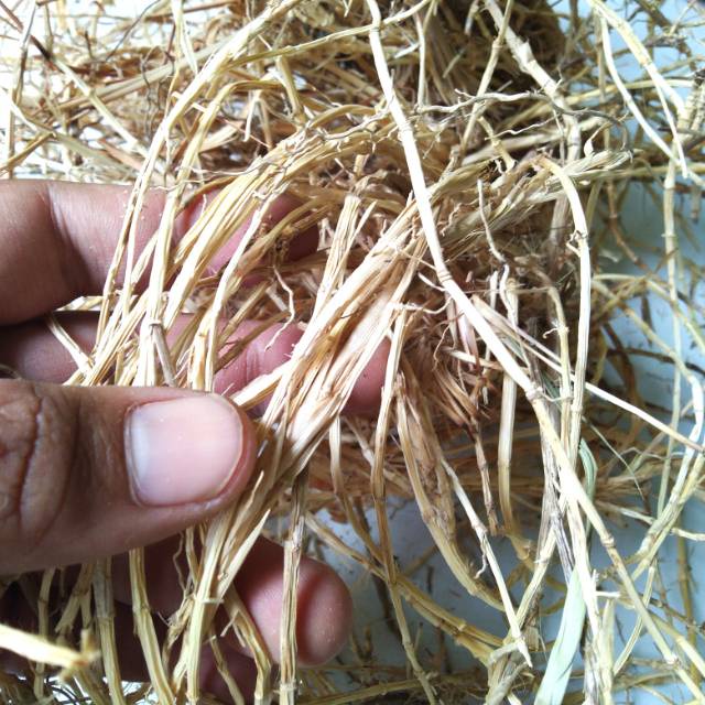 

FRESH Akar Alang Alang Kering 1kg