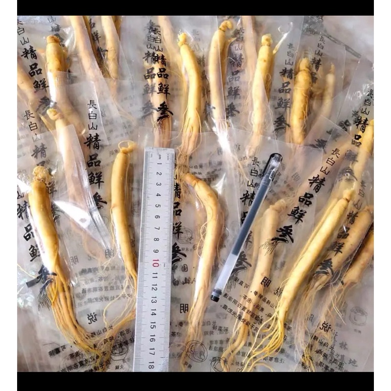 

FRESH (20 gram) Fresh Ginseng root vacum pack / Akar Ginseng Segar Kemasan Vakum