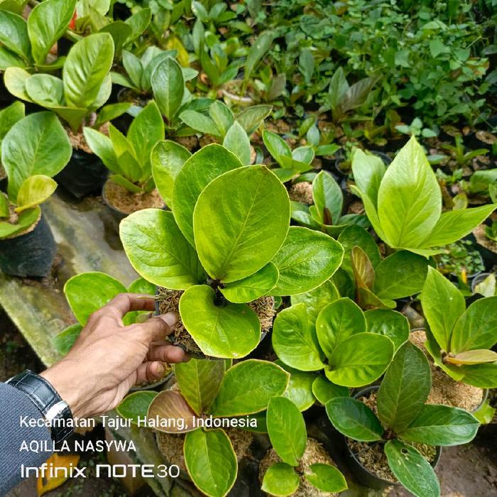 Sale Terbatas Tanaman Hias Anthurium Mangkok Grandpa - Tanaman Jemani Mangkok Grandpa Original Aman