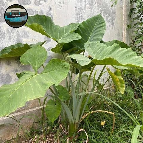 Promo Terbatas Dw Super - Olahan Daun Talas Kering - Super Premium Aman