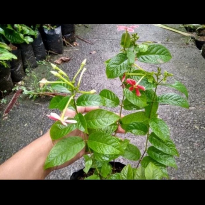 Fresh Flower Bibit Tanaman Melati Belanda,Tanaman Hias Thai Double Flower