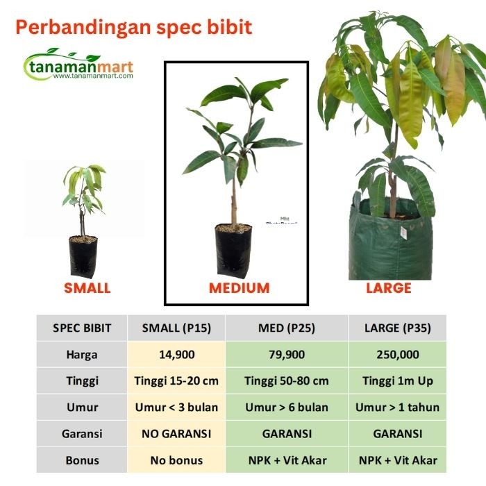 Fresh Flower Bibit Mangga Mahatir Asli Bergaransi, Pohon Mangga Jumbo Cangkok Valid