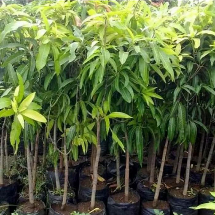 Fresh Flower Bibit Pohon Mangga Golek