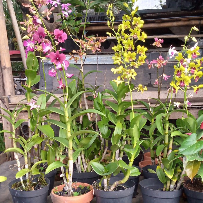 Fresh Flower Anggrek Dendrobium/Bunga Hias Hidup/Tanaman Anggrek Dendrobium + Pot