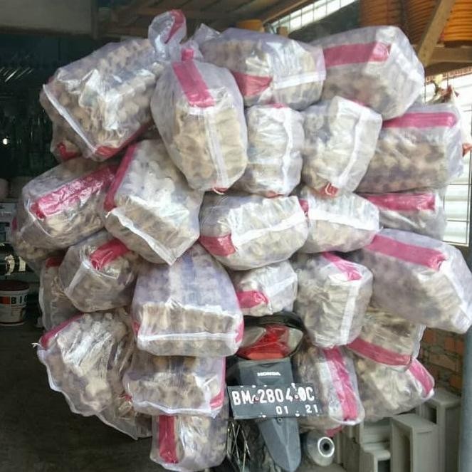 Jangkrik Ternak - Jangkrik Kalung - Jangkrik Karungan 1Kg