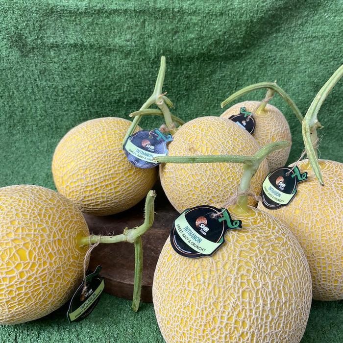 

BisaInstan- Melon inthanon