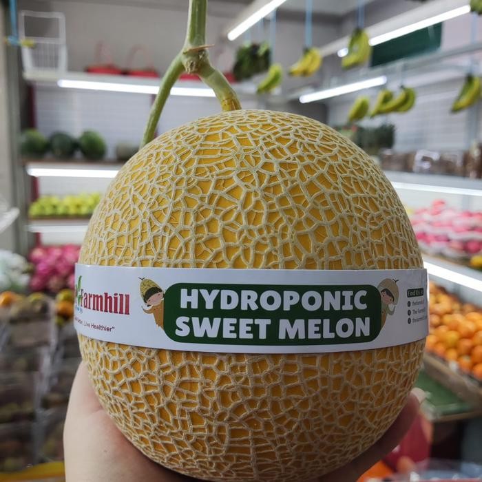 

BisaInstan- Buah melon madu melon baby blonde - 1 buah