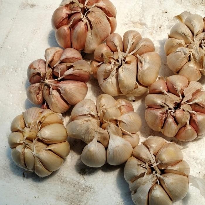 

BisaInstan- jual bawang putih banci atau honan 1 kg