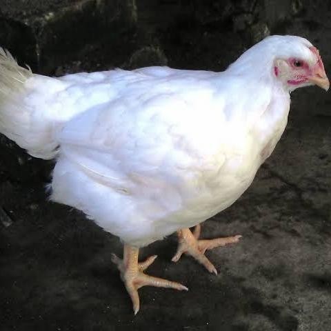 

Kirim,HariYgSama- Ayam Broiler Hidup Potong Dadakan Berat 0,8 - 0,9 kg 1 ekor