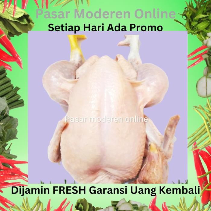 

Kirim,HariYgSama- Ayam Potong Segar/Broiler/Pedagang Sayur-Per ekor