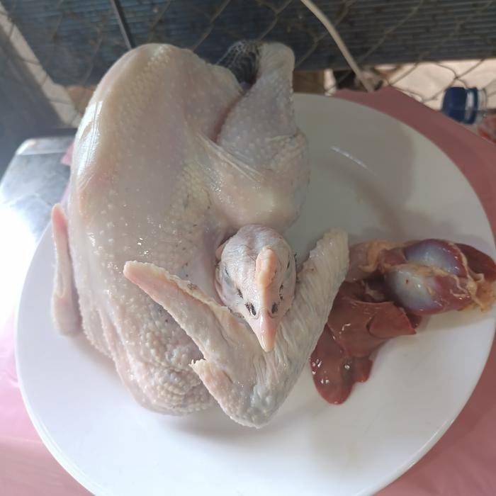 

Kirim,HariYgSama- Ayam Kampung Murah / Ayam Potong / Ayam Segar / Ayam Promo