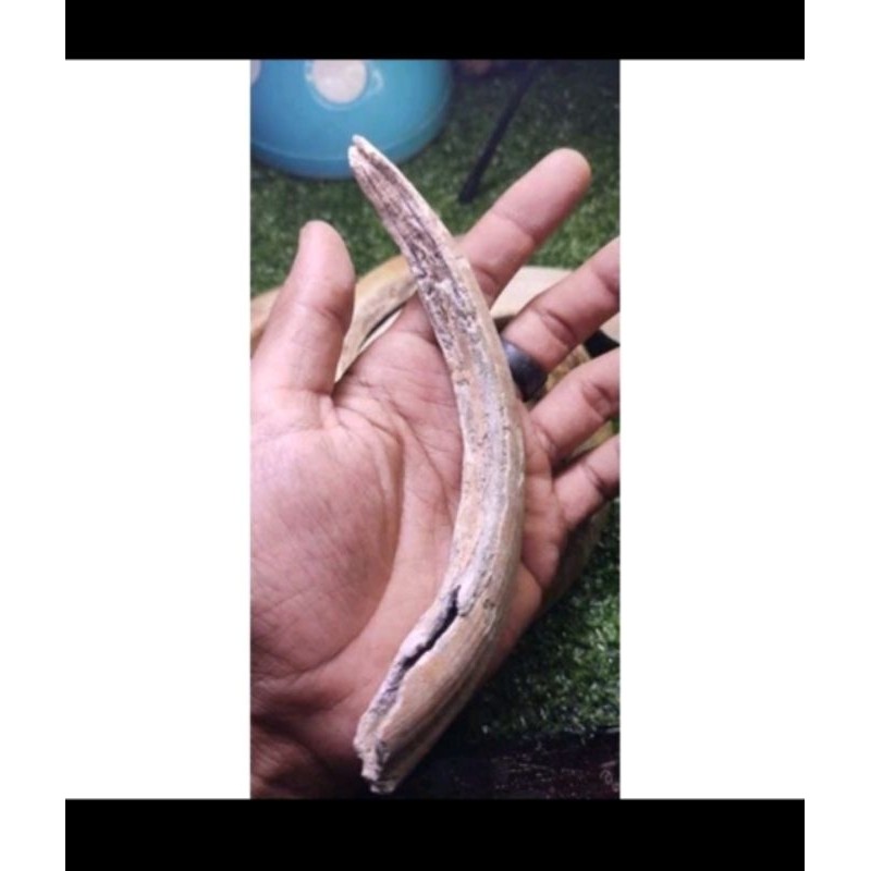 kalung liontin taring babbi ngurak temuan