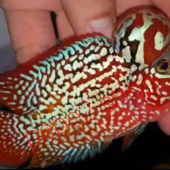 Kamfa F2 Vvip Red King Diamond Full Mutiara Buy 1 Get 1 Free