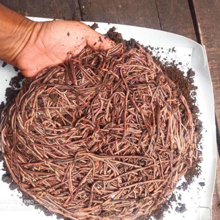 [dwl] - cacing susu atau fosfor 1/2 kg