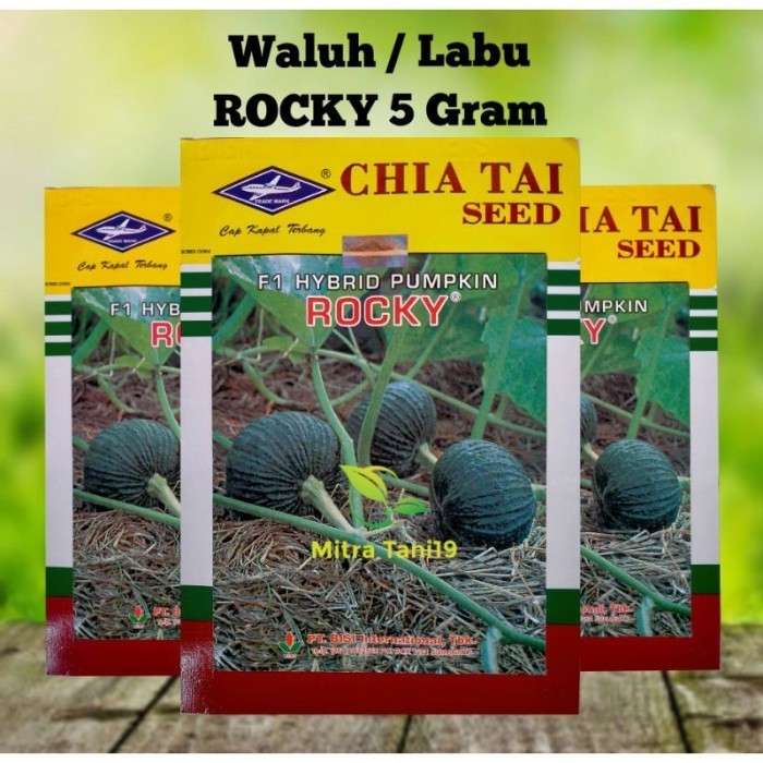 Obral BIBIT BENIH TANAMAN PERTANIAN BUAH SAYUR WALUH LABU KUNING ROCKY