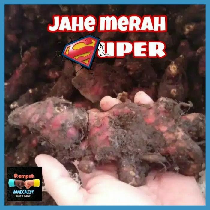 

CARAKA.STORE1 JAHE MERAH SUPERAN 1KG/ JAHE MERAH MEDAN RIMPANG BESAR SEGAR SPICES