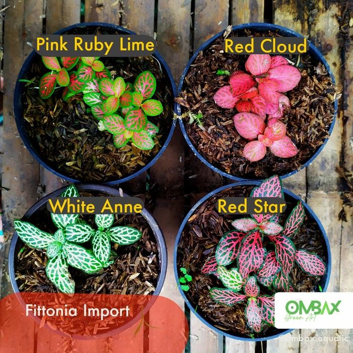 JooNE- Fittonia Import (merah, putih, kuning) - Tanaman Terrarium