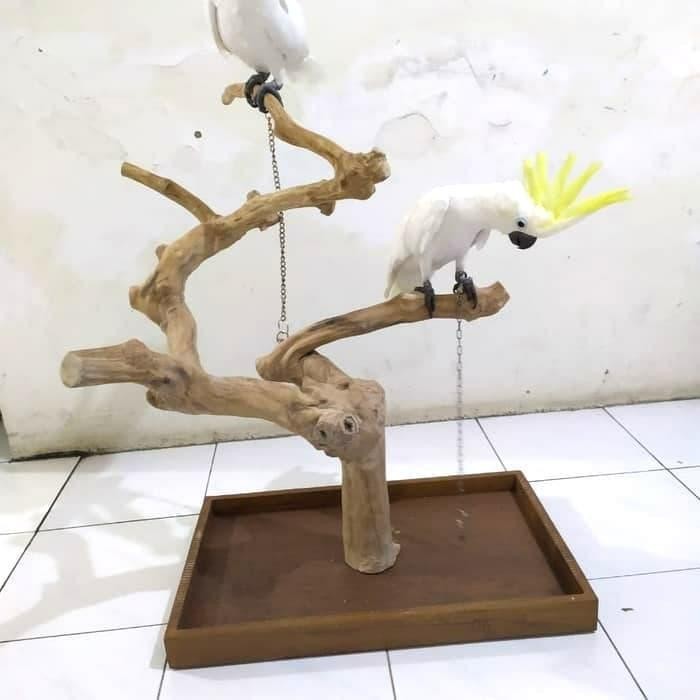 Tangkringan Meja Parrot Kayu Kopi Medium