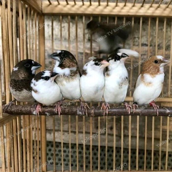 Burung Emprit Jepang meh terbaru